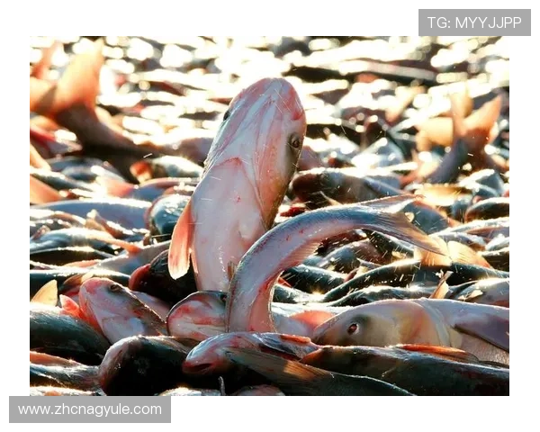 AG扑鱼官方网站详细攻略指南,教你轻松掌握捕鱼技巧提升胜率赢取更多奖金 AG扑鱼官方网站详细攻略指南,教你轻松掌握捕鱼技巧提升胜率赢取更多奖金